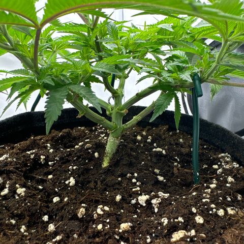 Cookies Gelato growlog timeline photo