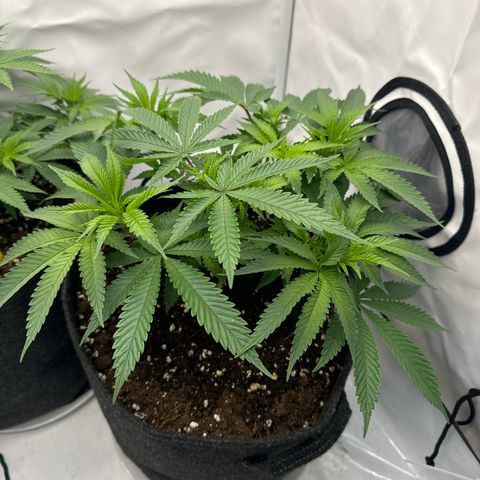 Cookies Gelato growlog timeline photo