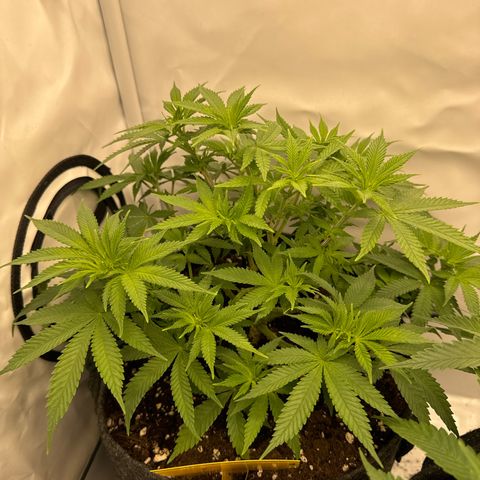 Special Queen #1 growlog timeline photo