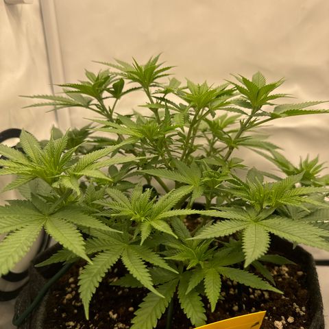 Special Queen #1 growlog timeline photo