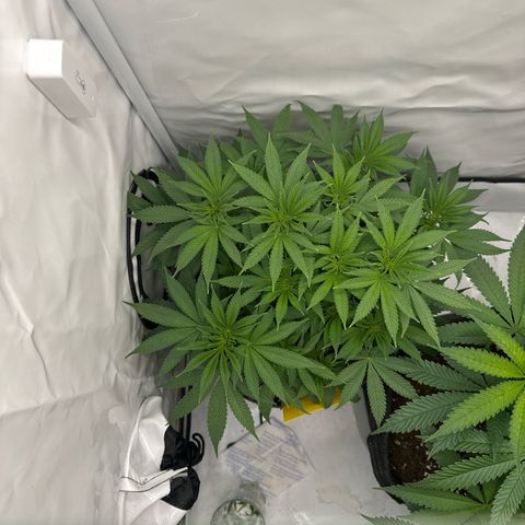 Special Queen #1 growlog timeline photo