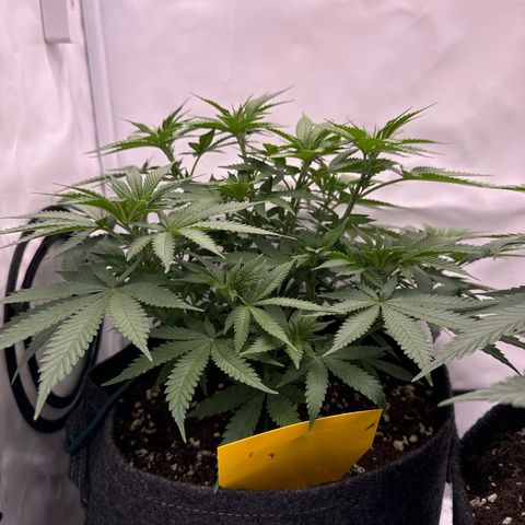 Special Queen #1 growlog timeline photo