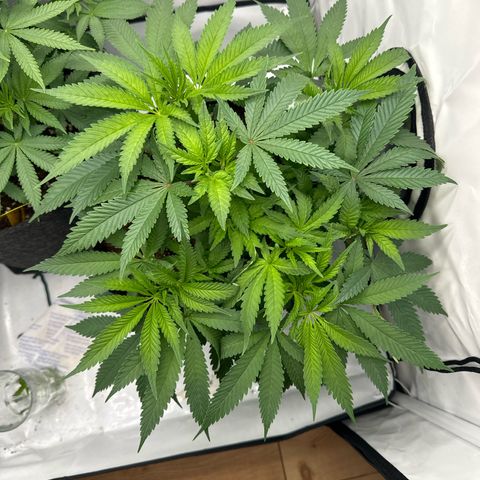 Cookies Gelato growlog timeline photo