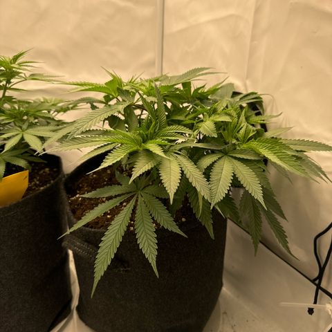 Cookies Gelato growlog timeline photo