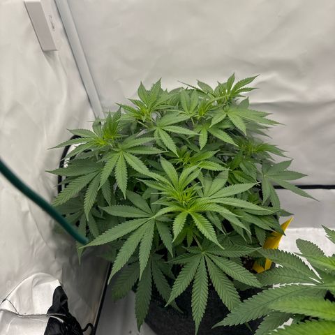 Special Queen #1 growlog timeline photo