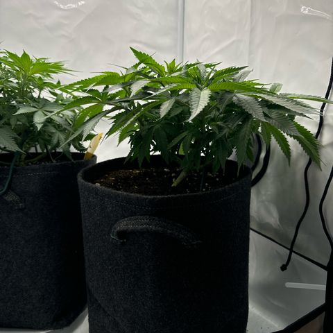 Cookies Gelato growlog timeline photo