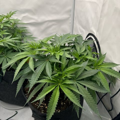 Cookies Gelato growlog timeline photo