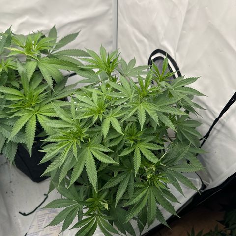 Special Queen #1 growlog timeline photo