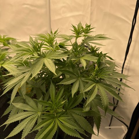 Special Queen #1 growlog timeline photo