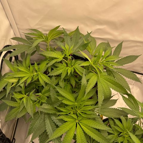 Cookies Gelato growlog timeline photo