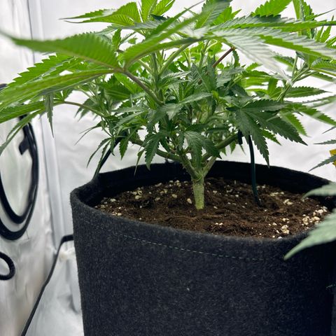 Cookies Gelato growlog timeline photo