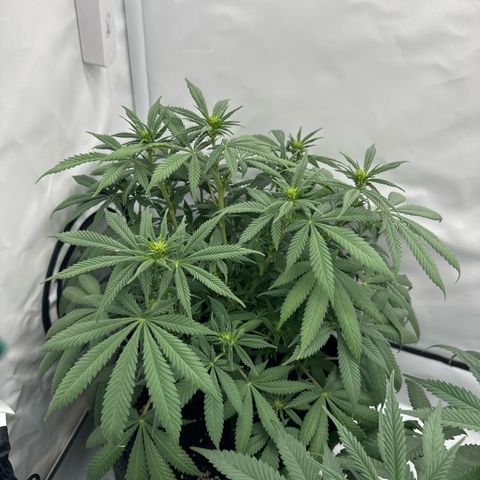 Special Queen #1 growlog timeline photo