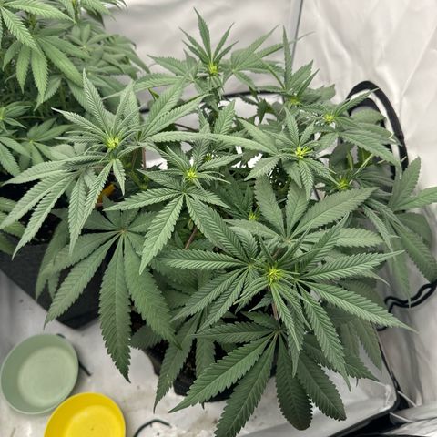 Cookies Gelato growlog timeline photo