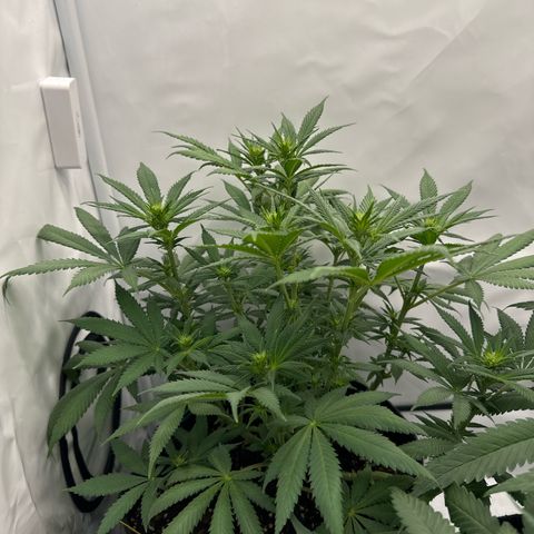 Special Queen #1 growlog timeline photo