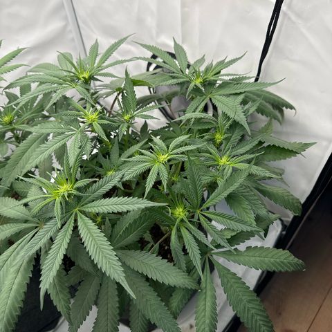 Cookies Gelato growlog timeline photo