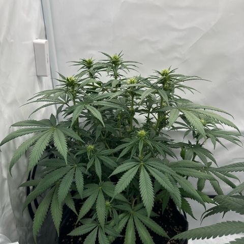 Special Queen #1 growlog timeline photo