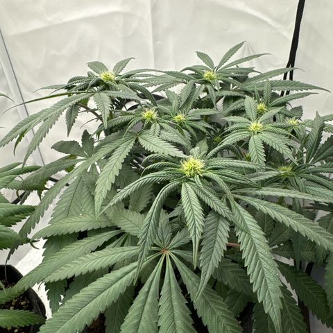 Cookies Gelato growlog timeline photo