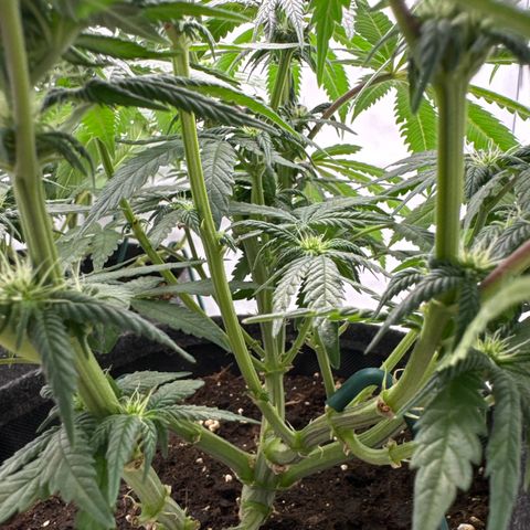 Cookies Gelato growlog timeline photo