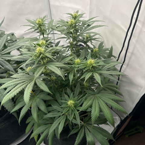 Special Queen #1 growlog timeline photo