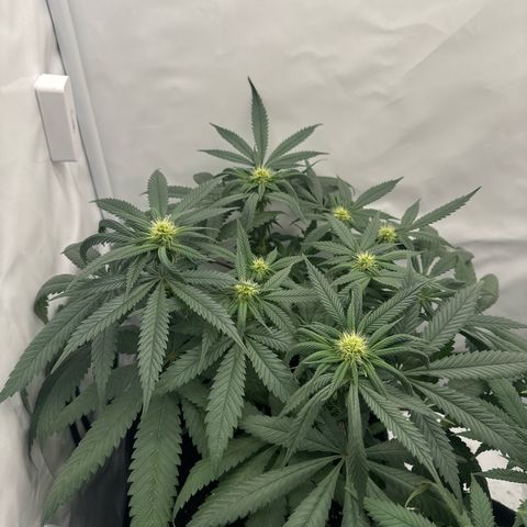 Cookies Gelato growlog timeline photo