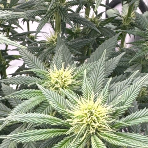 Special Queen #1 growlog timeline photo