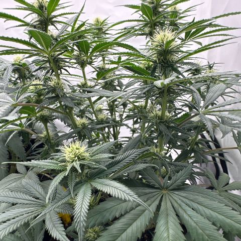 Special Queen #1 growlog timeline photo