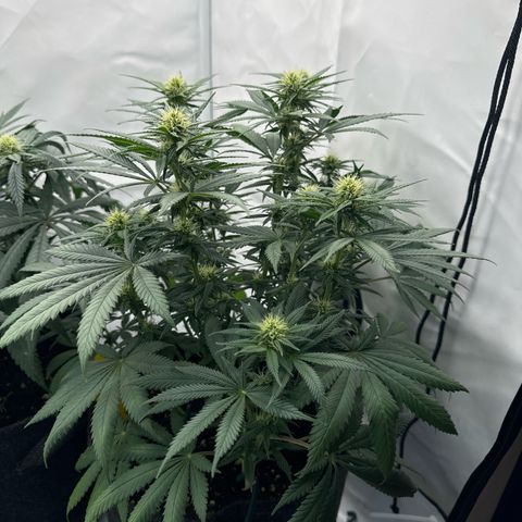 Special Queen #1 growlog timeline photo