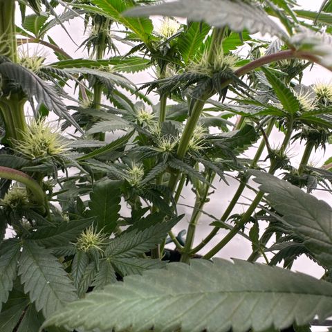 Cookies Gelato growlog timeline photo