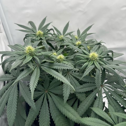 Cookies Gelato growlog timeline photo