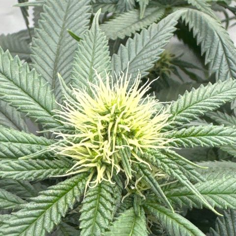 Cookies Gelato growlog timeline photo