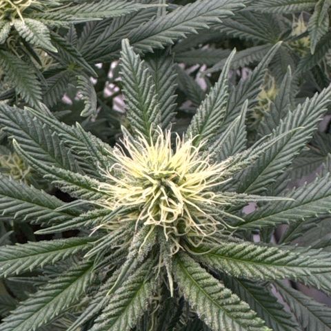 Special Queen #1 growlog timeline photo