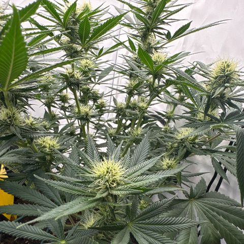 Special Queen #1 growlog timeline photo