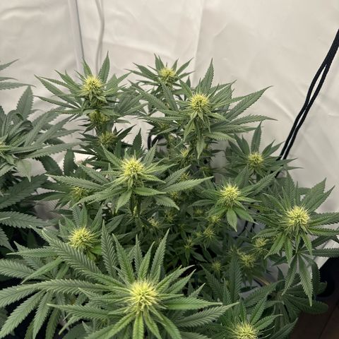 Special Queen #1 growlog timeline photo