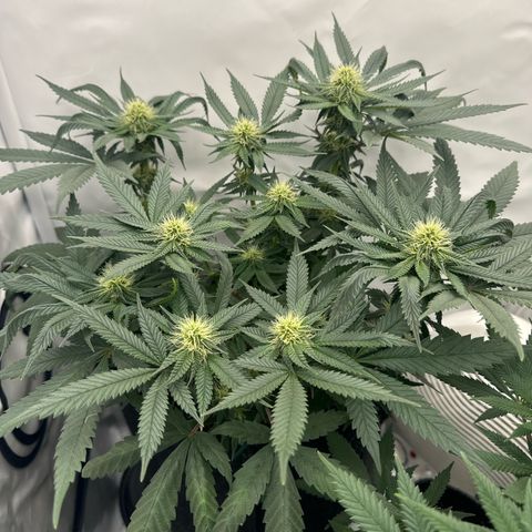 Cookies Gelato growlog timeline photo