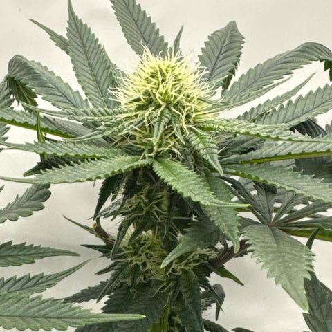 Cookies Gelato growlog timeline photo