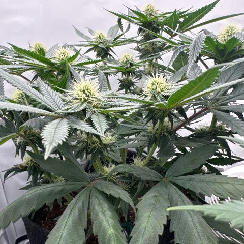 Cookies Gelato growlog timeline photo