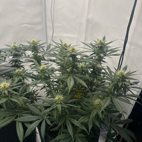 Special Queen #1 growlog timeline photo
