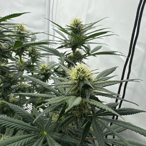 Special Queen #1 growlog timeline photo