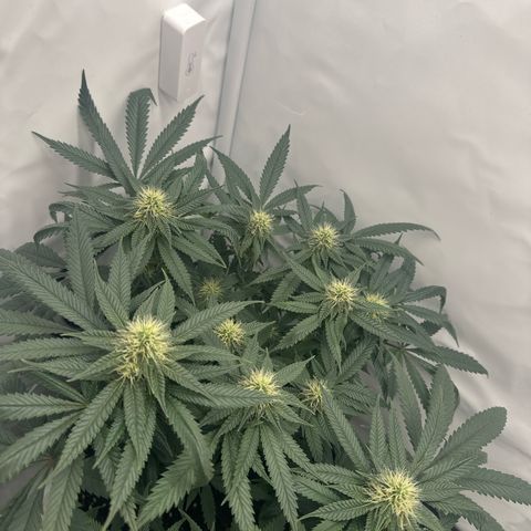 Cookies Gelato growlog timeline photo