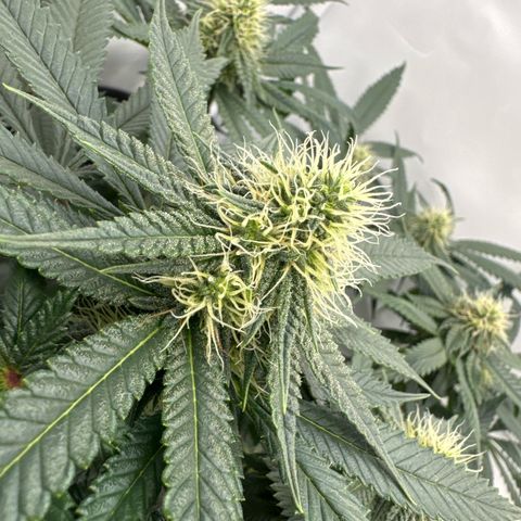 Cookies Gelato growlog timeline photo