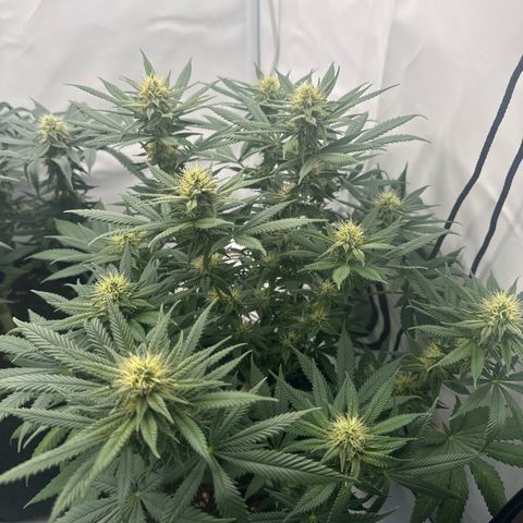 Special Queen #1 growlog timeline photo