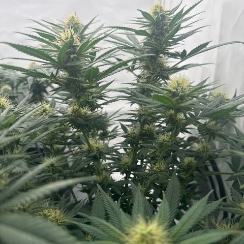 Special Queen #1 growlog timeline photo