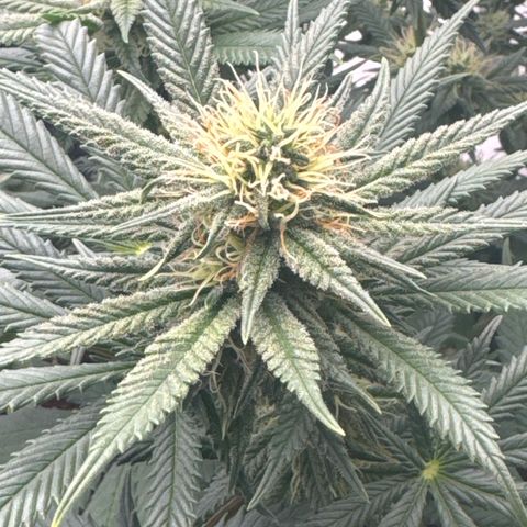 Special Queen #1 growlog timeline photo