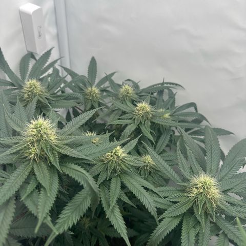 Cookies Gelato growlog timeline photo