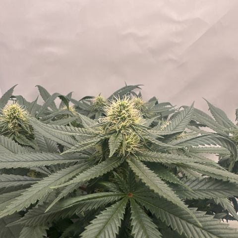 Cookies Gelato growlog timeline photo