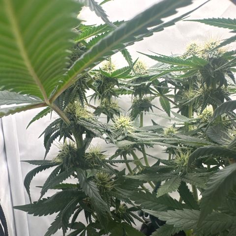 Cookies Gelato growlog timeline photo