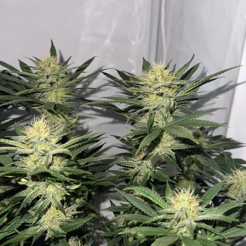 Special Queen #1 growlog timeline photo