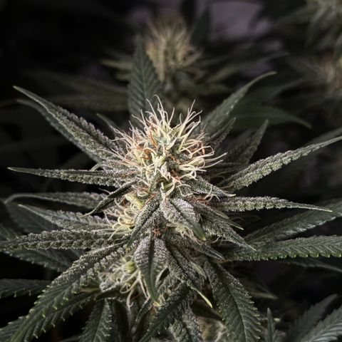 Special Queen #1 growlog timeline photo