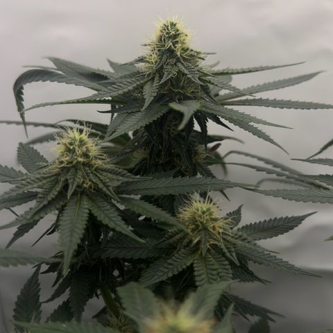Cookies Gelato growlog timeline photo