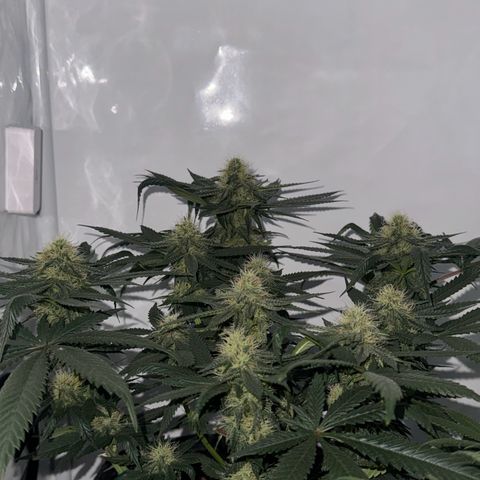 Cookies Gelato growlog timeline photo